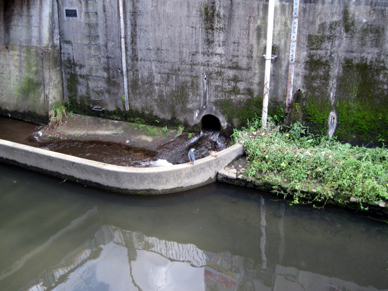 佃橋のたもとにゴイサギを発見