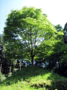 畑宿一里塚（ケヤキ）