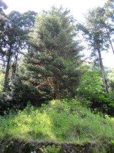 畑宿一里塚（モミ）