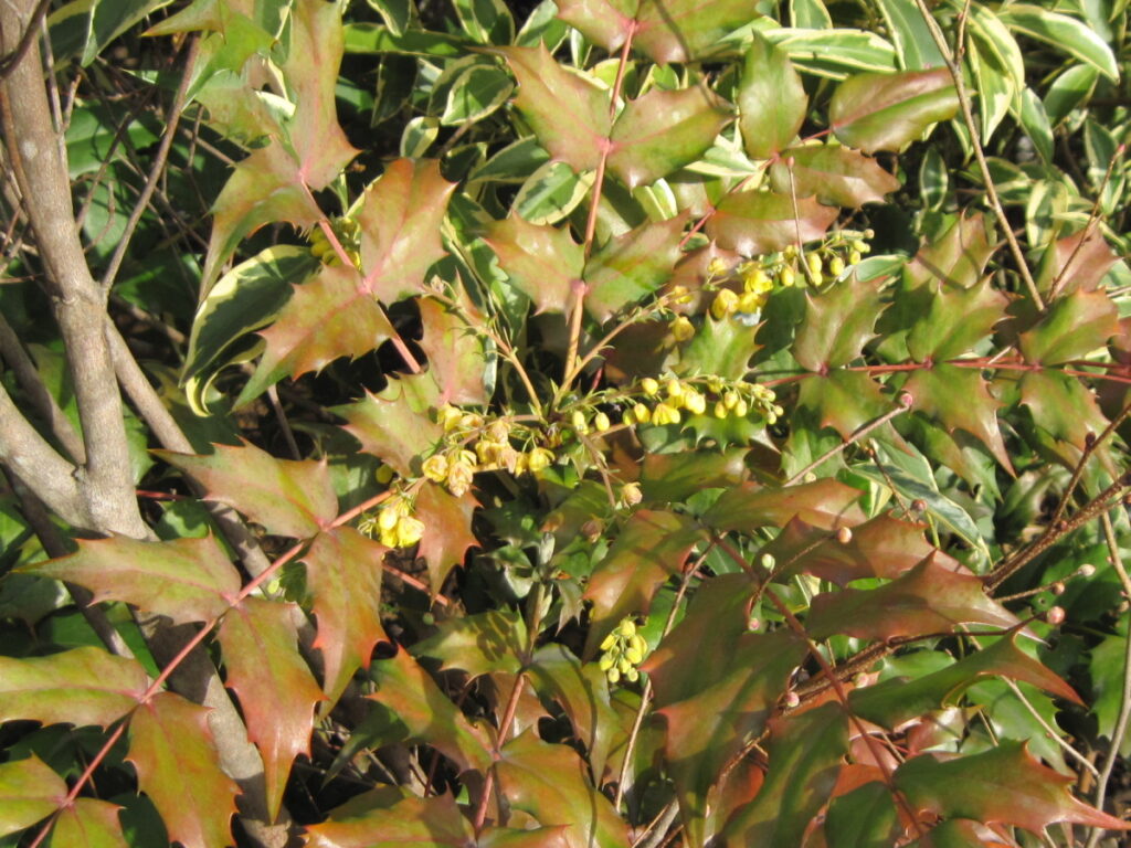 ヒイラギナンテン