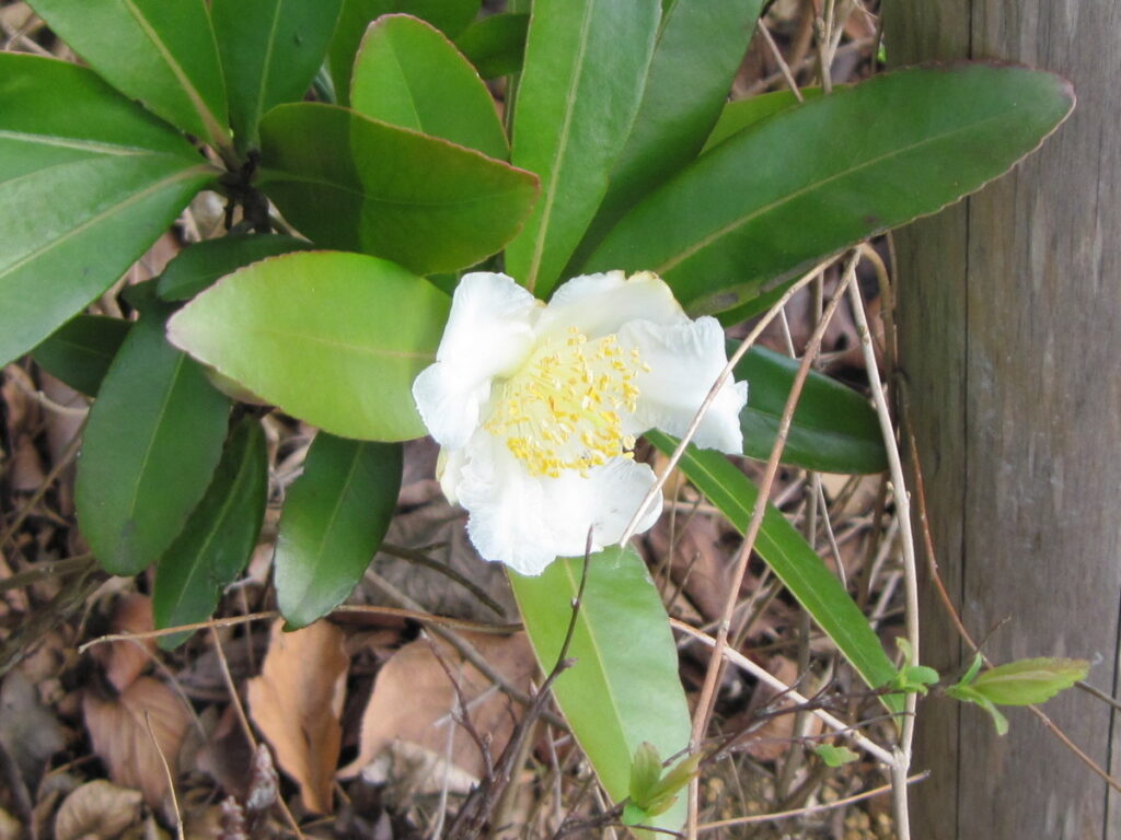 タイワンツバキ（ゴードニア）
